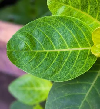 Texture background of backlight fresh green Leaf Stock Photos