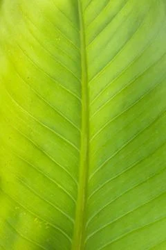 Texture background of backlight fresh green Leaf Stock Photos