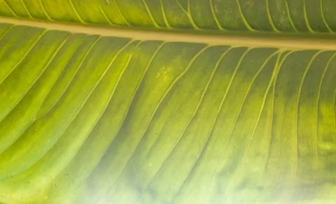 Texture background of backlight fresh green Leaf Stock Photos