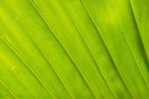 Texture background of backlight fresh green Leaf. Stock Photos