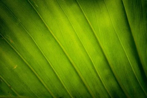 Texture background of backlight fresh green Leaf. Stock Photos