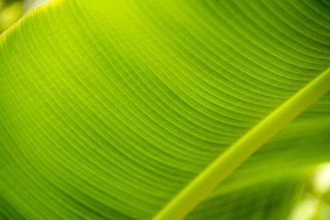 Texture background of backlight fresh green Leaf. Stock Photos