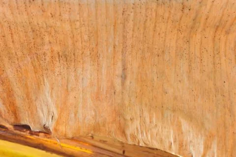 Texture background of backlight old brown Leaf Foto stock