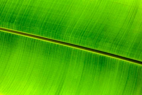 Texture background of backlit green palm leaf Stock Photos