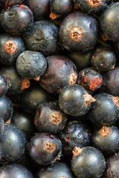 Texture background with blackcurrant berries Stock Photos