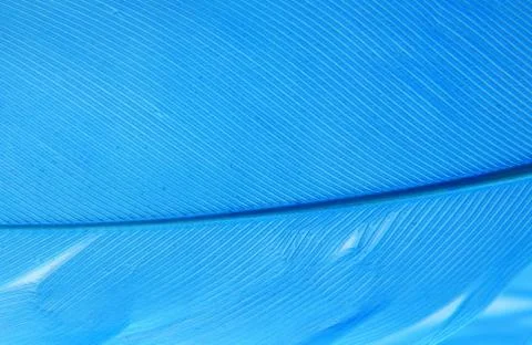 Texture, background of a blue bird's feather Stock Photos