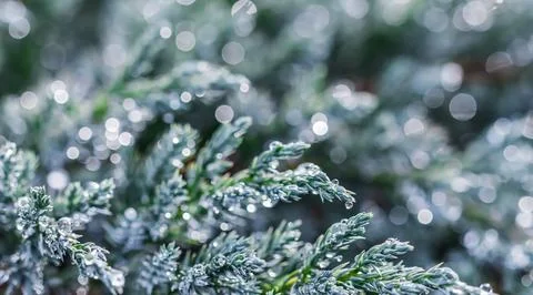 Texture, background of blue branches of coniferous evergreen juniper with rain Stock Photos