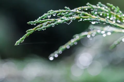 Texture, background of blue branches of coniferous evergreen juniper with rain Stock Photos