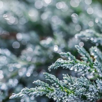 Texture, background of blue branches of coniferous evergreen juniper with rain Stock Photos