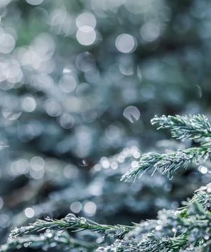 Texture, background of blue branches of coniferous evergreen juniper with rain Stock Photos