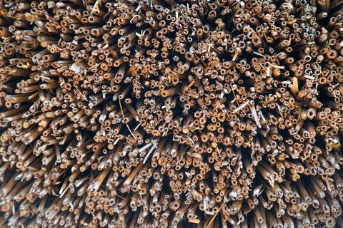 Texture, background. Butt, cut of reed. Close-up. Stock Photos