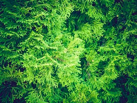  Texture Background of Christmas tree branches Stock Photos