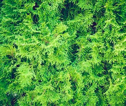 Texture Background of Christmas tree branches Stock Photos