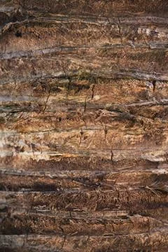 Texture background of coco palm Stock Photos