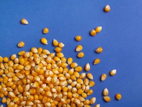 Texture background of corn kernels on a blue background Stock Photos