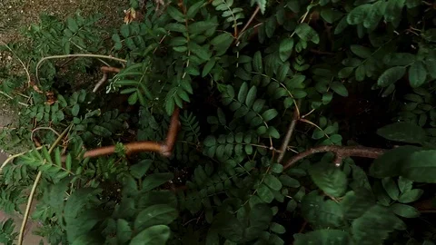 Texture background curved twigs and tree leaves Stock Footage 113319586