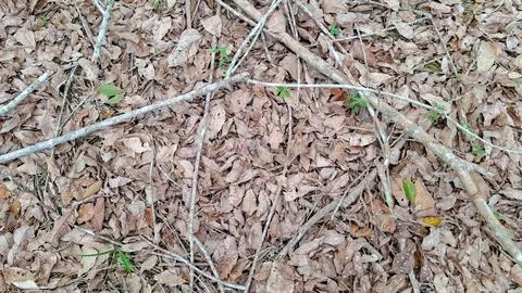 Texture Background of Dry Brown Rubber Leaves and Branches Stockfoto's