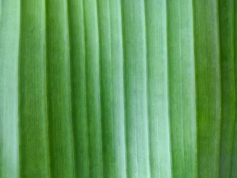 Texture of background of exotic green leaf with vertical lines Stock Photos