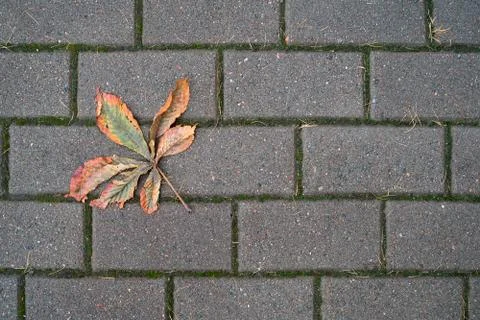 The texture of background with fallen oak leaf on gray paving slabs. Stock Photos