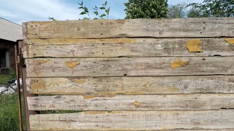 Texture background fence of old pine boards with peeled paint Stock Footage 130174640