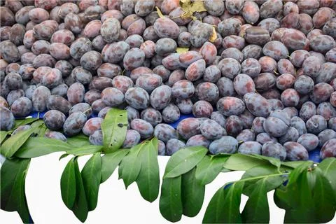 Texture background of fresh blue plums as  fruit image Stock Photos