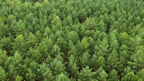 Texture Background of Great Green Forest View From Above. Aerial View Top Down Video stock 266430277