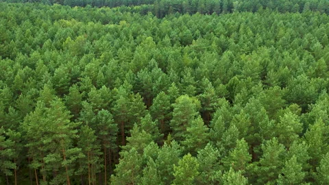 Texture Background of Great Green Forest View From Above. Aerial View Top Down Stock Footage 269121686