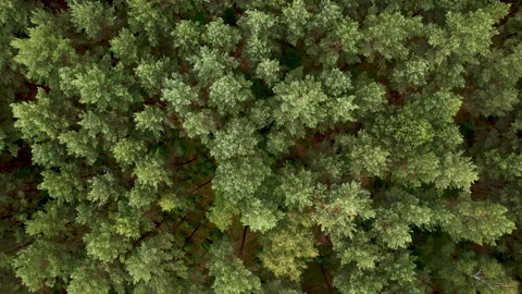 Texture Background of Great Green Forest View From Above. Aerial View Top D.. Video stock 327157591