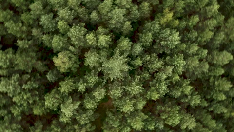 Texture Background of Great Green Forest View From Above. Aerial View Top D.. 库存影片 335588547