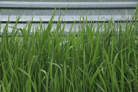 Texture, background, green grass with dew drops Stock Photos