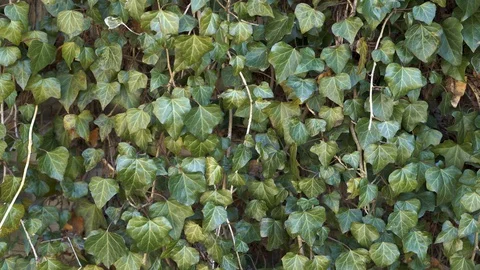 Texture background of green ivy leaves for footage Stock Footage 128120091