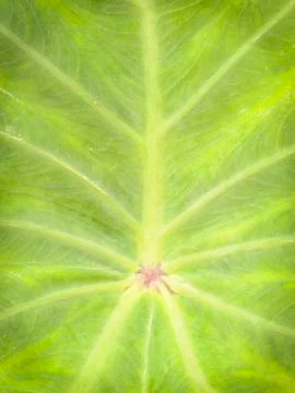 This texture background green leaf. Stock Photos
