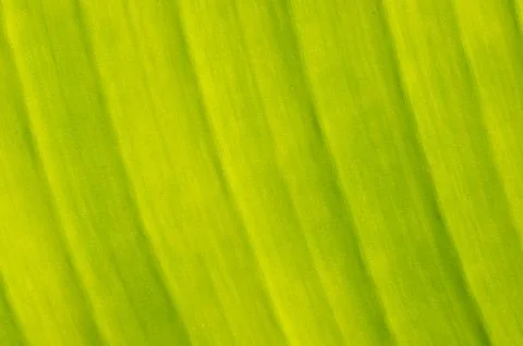 Texture background of  green Leaf. Stock Photos
