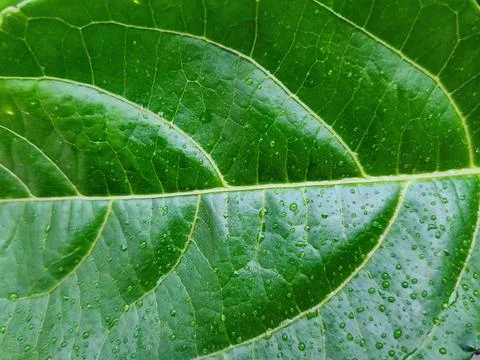 Texture (background) green leaf with water droplets Stock Photos