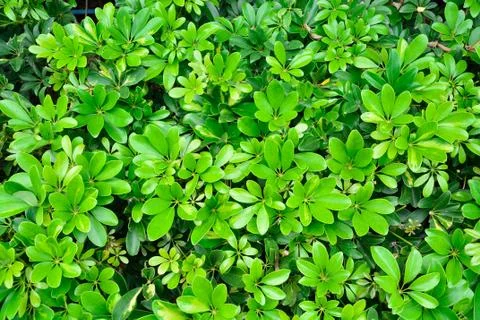 Texture background of green leaves Stock Photos