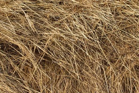 Texture , background . Haystack in the open air Stock Photos