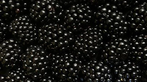 Texture background from a large number of blackberries. Natural berry background Stock Photos