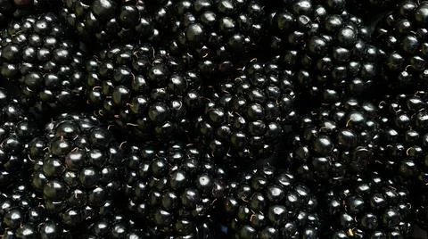 Texture background from a large number of blackberries. Natural berry background Stock Photos