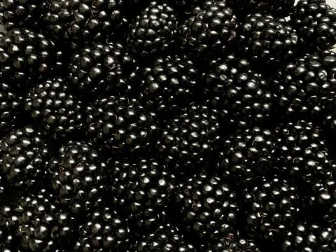 Texture background from a large number of blackberries. Natural berry background Stock Photos