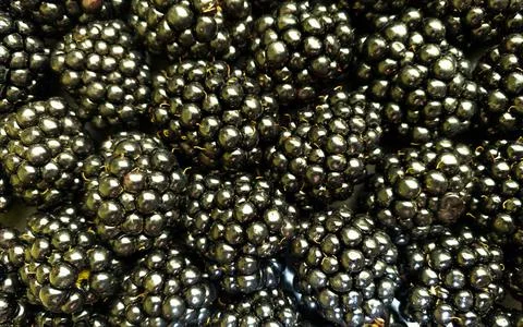 Texture background from a large number of blackberries. Natural berry background Stock Photos
