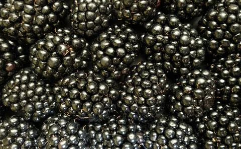 Texture background from a large number of blackberries. Natural berry background Stock Photos