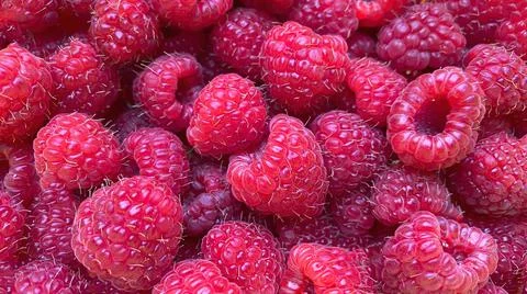 Texture background from a large number of raspberries. Stock Photos