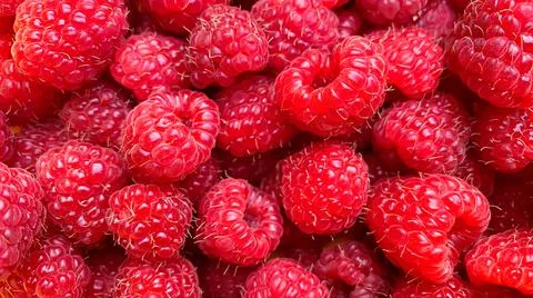 Texture background from a large number of raspberries. Stock Photos