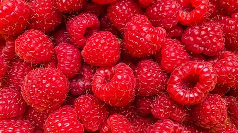 Texture background from a large number of raspberries. Stock Photos