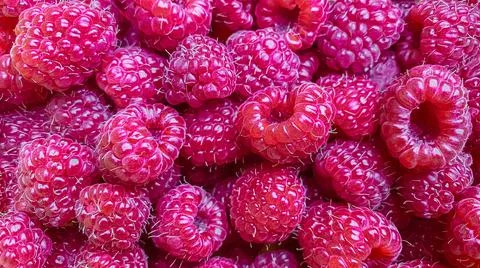 Texture background from a large number of raspberries. Stock Photos