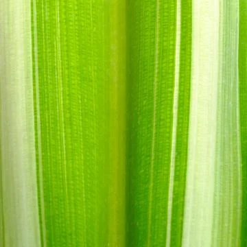 Texture background of Leaf Stock Photos