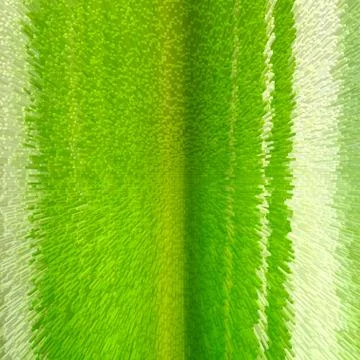 Texture background of Leaf Stock Photos