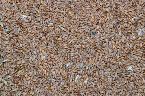 Texture background of oats. Background of oats Stock Photos