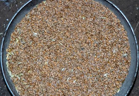 Texture background of oats. Background of oats. The view from the top Stock Photos