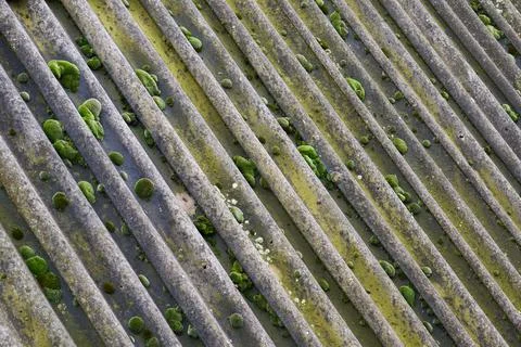 Texture background. Old slate covered with islands of green moss. Foto stock